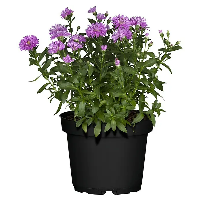 Piardino Áster de Escocia - Aster novi belgii, Tamaño de maceta: 19 cm, Morado - Vista frontal