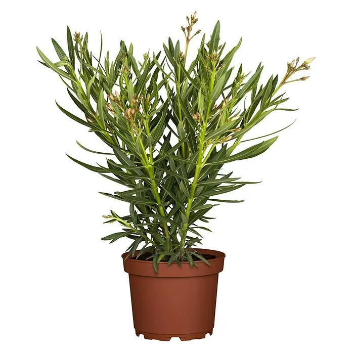 Piardino Oleander - Nerium oleander, Weiß, Gelb, Rosa - Vorderansicht