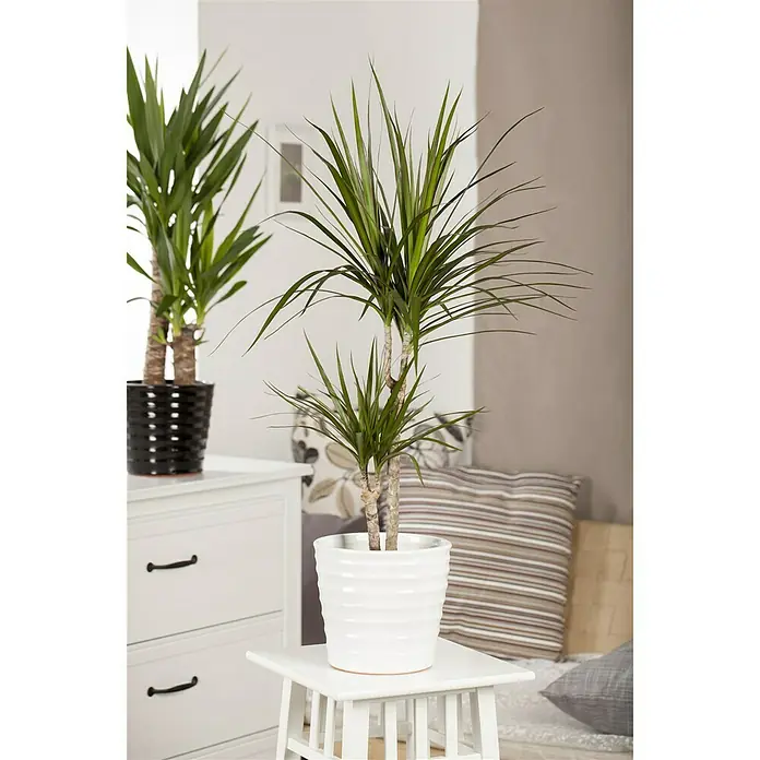 Piardino Drácena marginata - Dracaena marginata, Tamaño de maceta: 21 cm, Verde - Foto ambiente