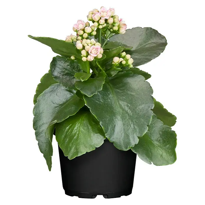 Piardino Flammendes Käthchen Calandiva - Kalanchoe blossfeldiana 'Calandiva'®, Topfgröße: 11 cm, Sortenabhängig - Vorderansicht