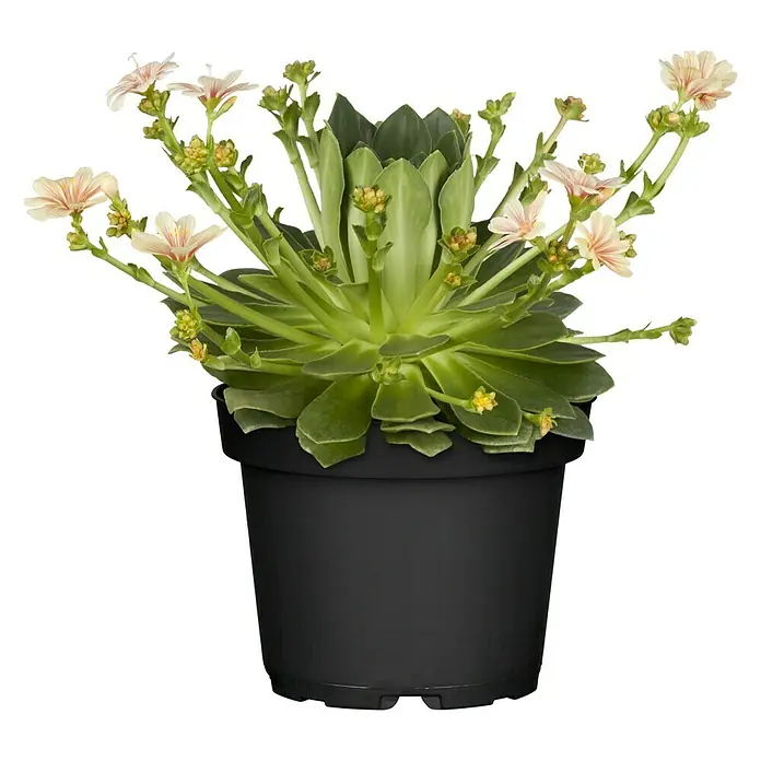 Piardino Gewöhnliche Bitterwurz - Lewisia cotyledon, Topfgröße: 11 cm, Sortenabhängig - Vorderansicht
