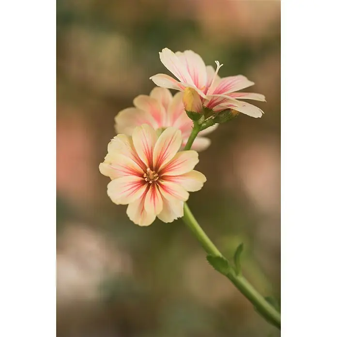 Piardino Gewöhnliche Bitterwurz - Lewisia cotyledon, Topfgröße: 11 cm, Sortenabhängig - Stimmungsaufnahme