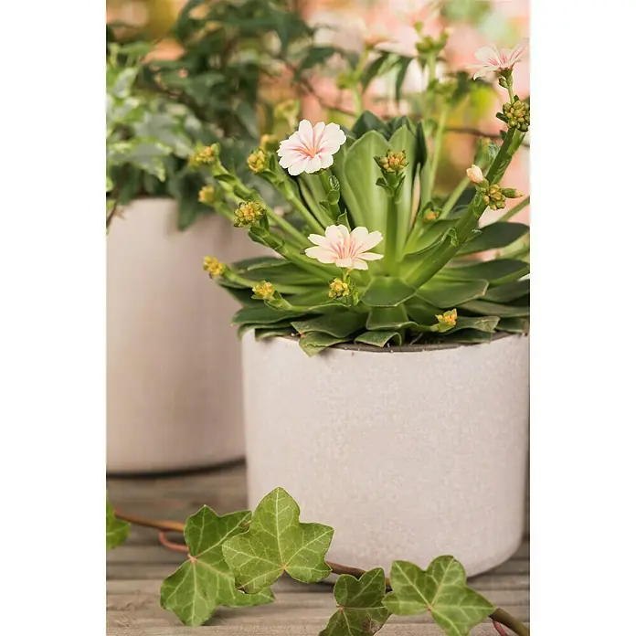 Piardino Gewöhnliche Bitterwurz - Lewisia cotyledon, Topfgröße: 11 cm, Sortenabhängig - Stimmungsaufnahme