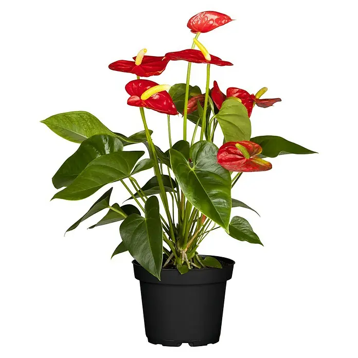 Piardino Anturio - Anthurium x andreanum, Tamaño de maceta: 17 cm, Multicolor - Vista frontal