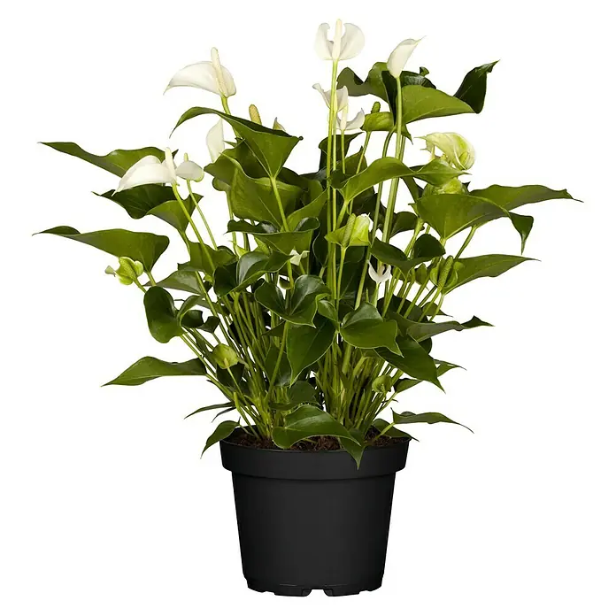 Piardino Anturio - Anthurium x andreanum, Tamaño de maceta: 17 cm, Multicolor - Vista frontal