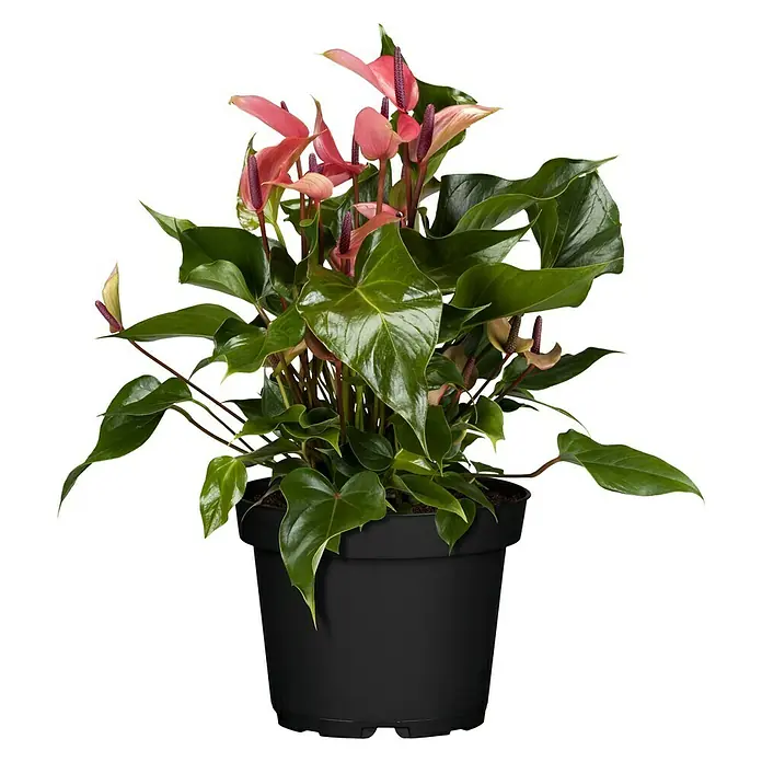 Piardino Anturio - Anthurium x andreanum, Tamaño de maceta: 17 cm, Multicolor - Vista frontal