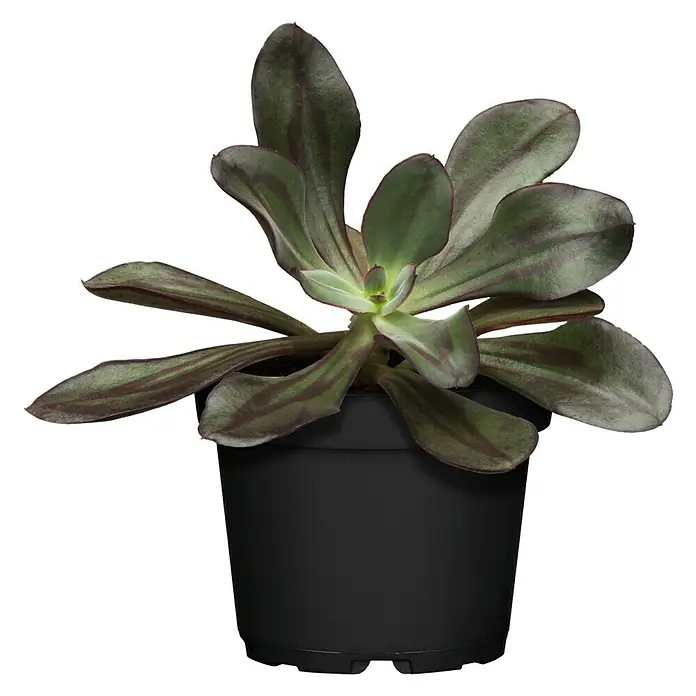 Rosa de alabastro - Echeveria, Tamaño de maceta: 11 cm, En función de la variedad - Vista frontal