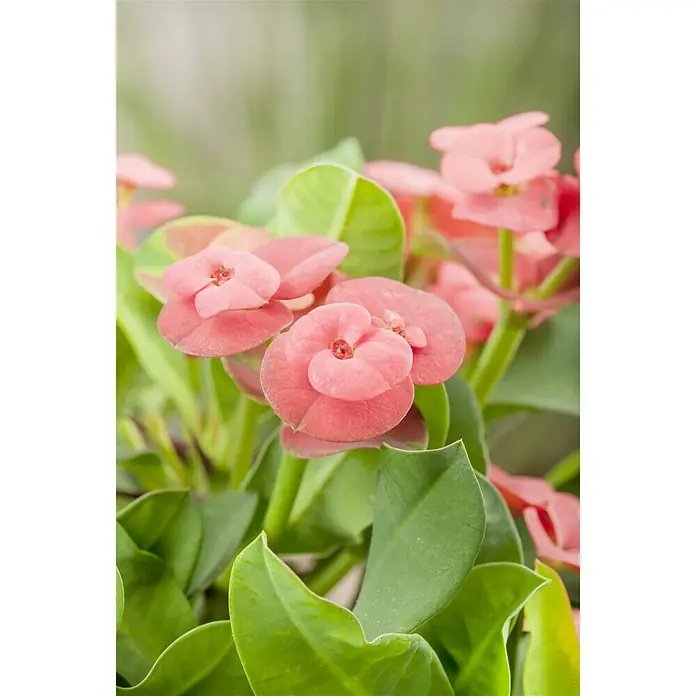 Piardino Coronas de flores - Euphorbia millii, Tamaño de maceta: 12 cm, En función de la variedad - Foto ambiente