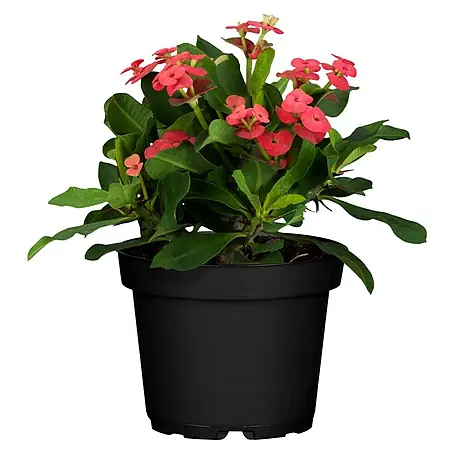 Piardino  Coronas de flores