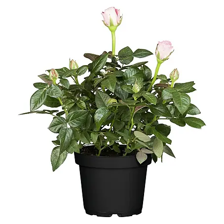Piardino  Minirose