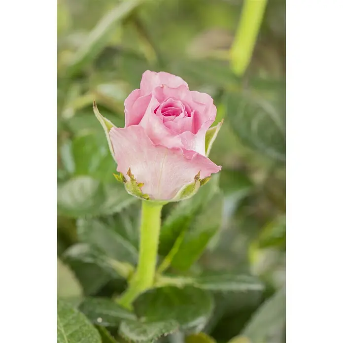 Piardino Minirose - Rosa 'Infinity', Topfgröße: 11 cm - Stimmungsaufnahme