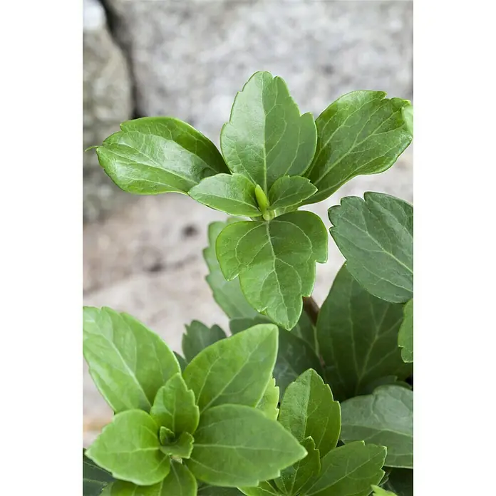 Piardino Dickmännchen Schattengrün - Pachysandra terminalis, Weiß - Stimmungsaufnahme