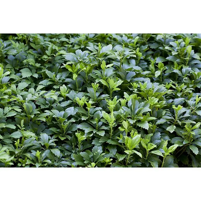Piardino Dickmännchen Schattengrün - Pachysandra terminalis, Weiß - Stimmungsaufnahme
