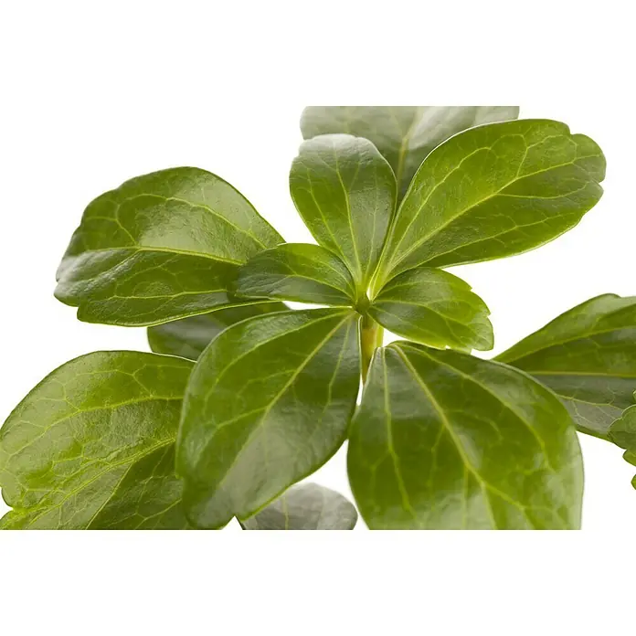 Piardino Dickmännchen Schattengrün - Pachysandra terminalis, Weiß - Stimmungsaufnahme