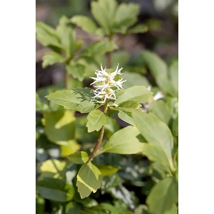 Piardino Dickmännchen Schattengrün - Pachysandra terminalis, Weiß - Stimmungsaufnahme