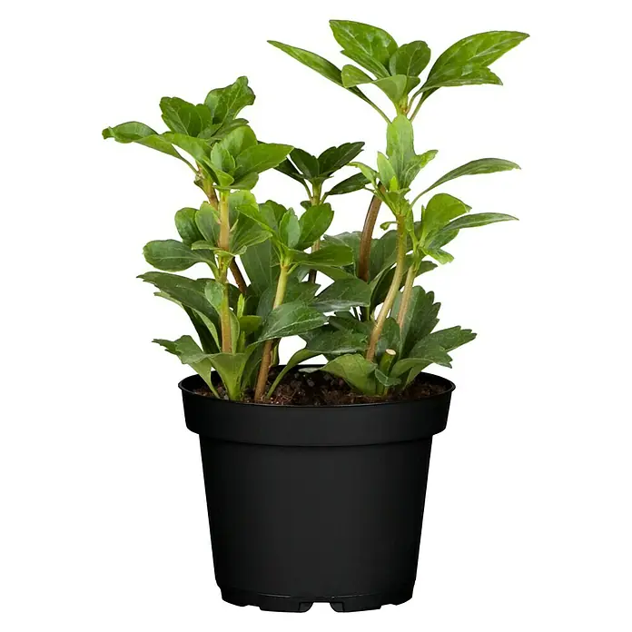Piardino Dickmännchen Schattengrün - Pachysandra terminalis, Weiß - Vorderansicht