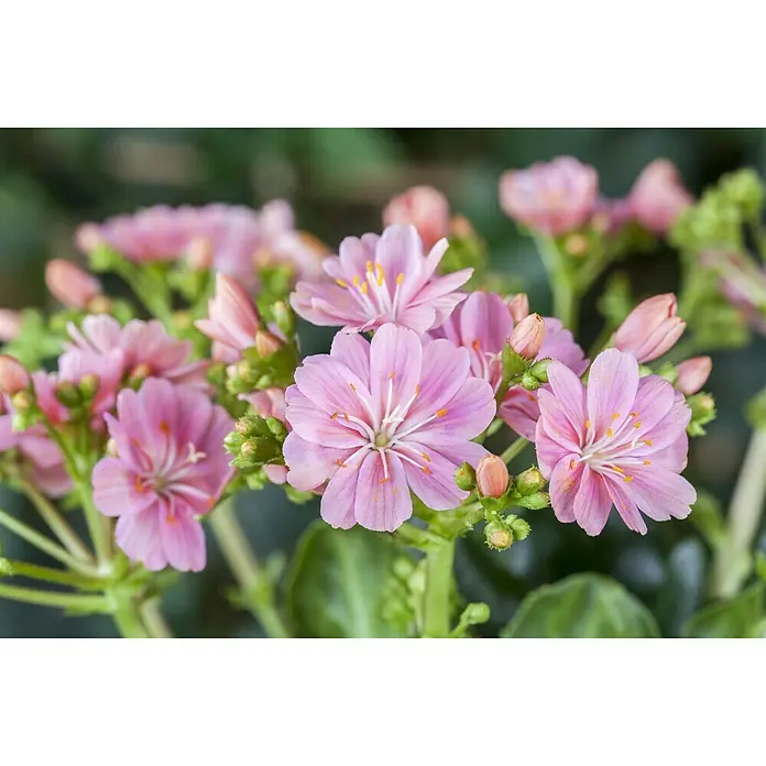 Piardino Gewöhnliche Bitterwurz - Lewisia cotyledon, Topfgröße: 13 cm, Sortenabhängig - Stimmungsaufnahme