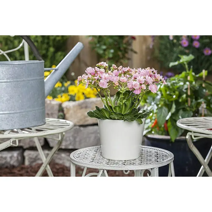 Piardino Gewöhnliche Bitterwurz - Lewisia cotyledon, Topfgröße: 13 cm, Sortenabhängig - Stimmungsaufnahme