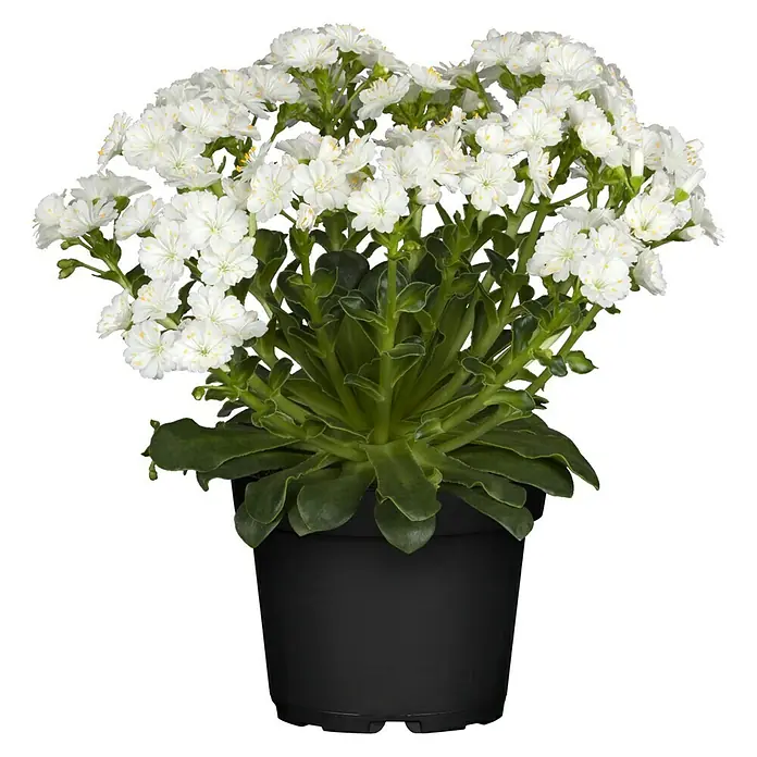 Piardino Gewöhnliche Bitterwurz - Lewisia cotyledon, Topfgröße: 13 cm, Sortenabhängig - Vorderansicht