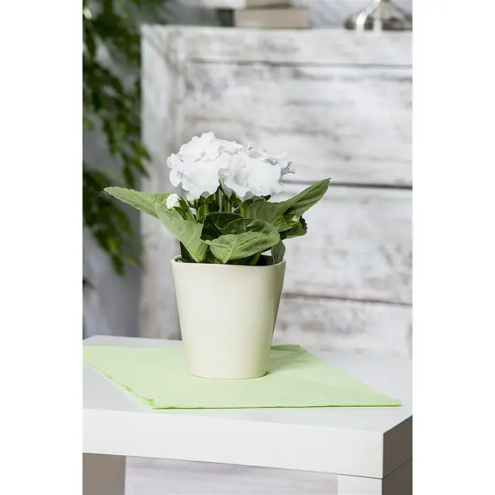 Piardino Falsche Gloxinie - Gloxinia speciosa, Dunkelrosa/Weiß - Stimmungsaufnahme