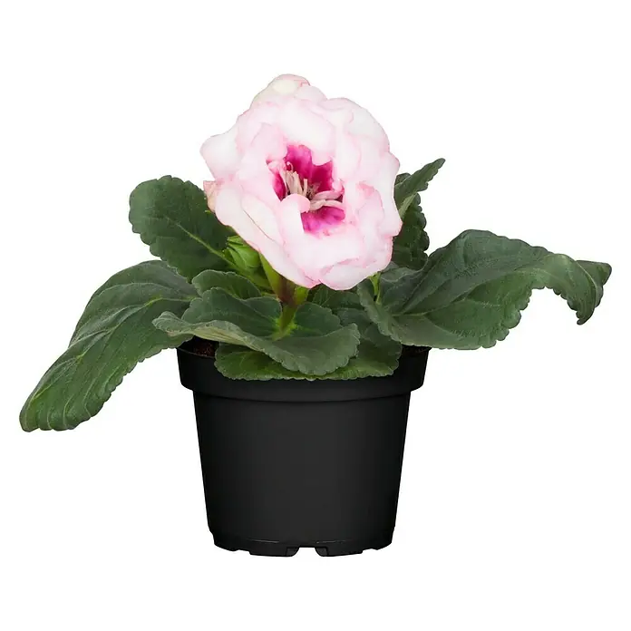 Piardino Falsche Gloxinie - Gloxinia speciosa, Dunkelrosa/Weiß - Vorderansicht
