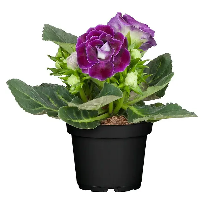 Piardino Falsche Gloxinie - Gloxinia speciosa, Dunkelrosa/Weiß - Vorderansicht
