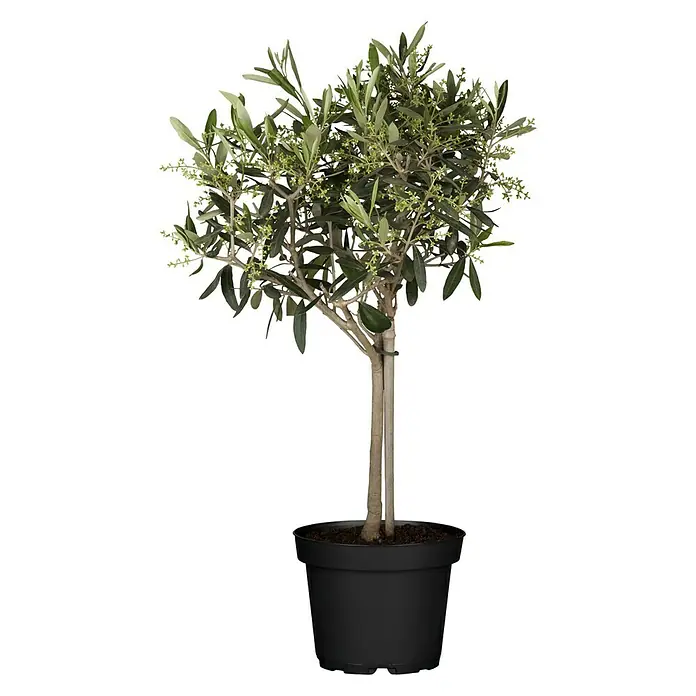Olivo - Olea europaea 'Olivera' - Vista frontal