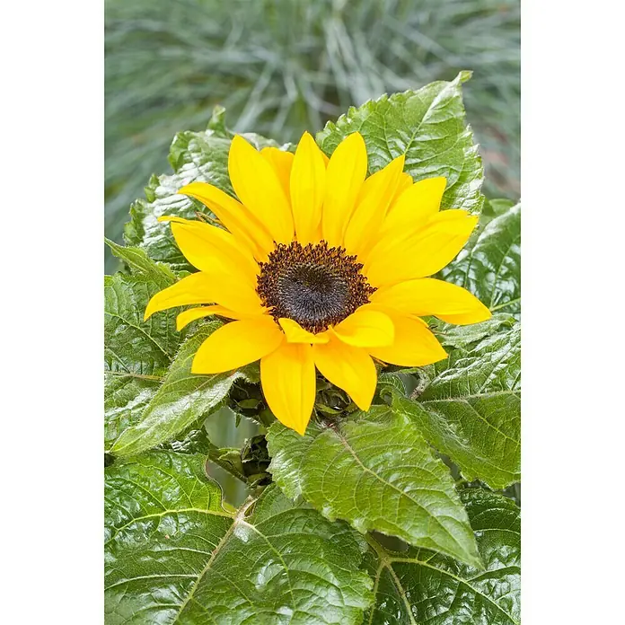 Piardino Girasol - Helianthus annuus, Tamaño de maceta: 13 cm, Amarillo - Foto ambiente