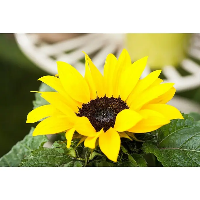 Piardino Sonnenblume - Helianthus annuus, Topfgröße: 13 cm, Gelb - Stimmungsaufnahme