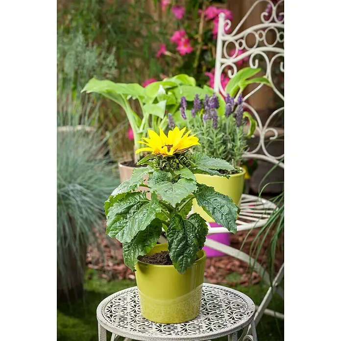 Piardino Sonnenblume - Helianthus annuus, Topfgröße: 13 cm, Gelb - Stimmungsaufnahme