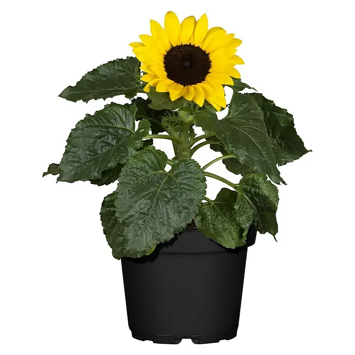 Piardino Girasol - Helianthus annuus, Tamaño de maceta: 13 cm, Amarillo - Vista frontal