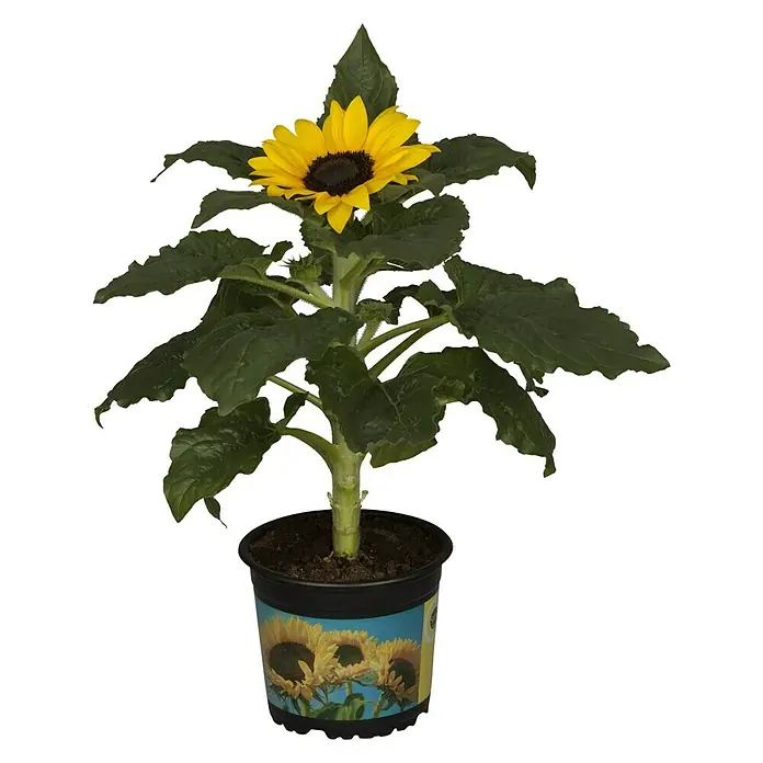 Piardino Sonnenblume - Helianthus annuus, Topfgröße: 13 cm, Gelb - Vorderansicht