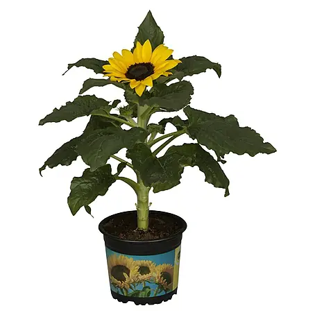 Piardino  Sonnenblume