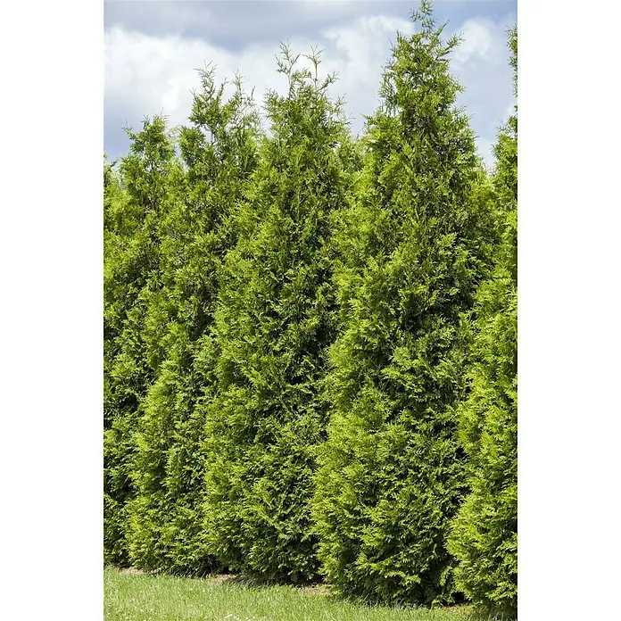 Piardino Tuya occidental - Thuja occidentalis 'Smaragd' - Foto ambiente