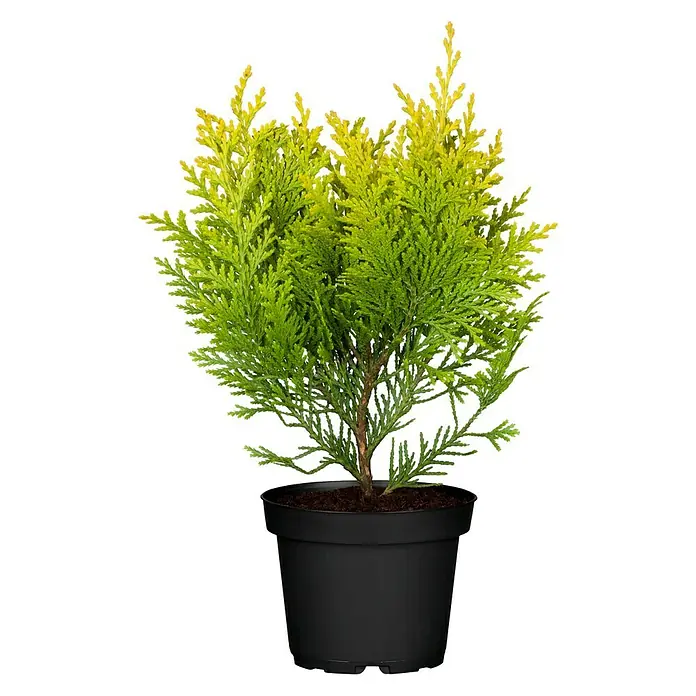 Piardino Tuya occidental - Thuja occidentalis 'Smaragd' - Vista frontal