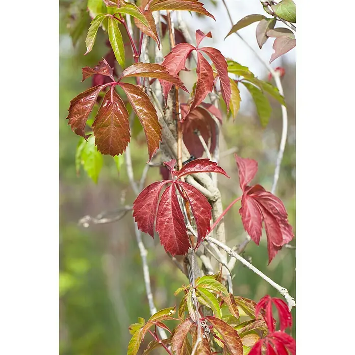 Piardino Wilder Wein - Parthenocissus, Topfgröße: 21 cm - Stimmungsaufnahme