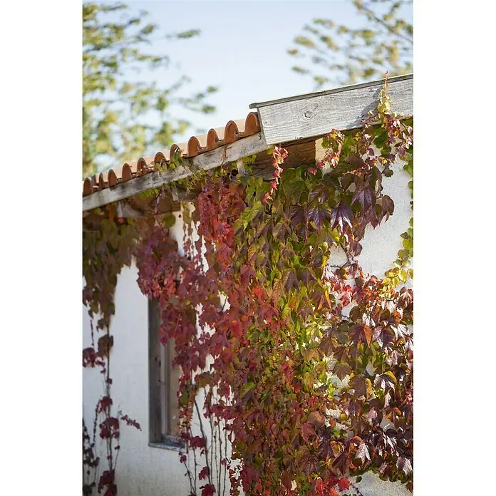 Pflanzen-Mix Kletterpflanzen - Parthenocissus, Lonicera henryi, Clematis, Topfgröße: 8 l - Stimmungsaufnahme