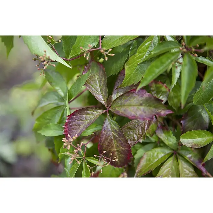 Piardino Wilder Wein - Parthenocissus, Topfgröße: 21 cm - Stimmungsaufnahme