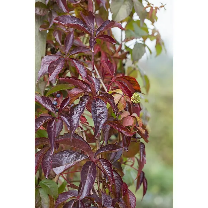 Piardino Wilder Wein - Parthenocissus, Topfgröße: 21 cm - Stimmungsaufnahme
