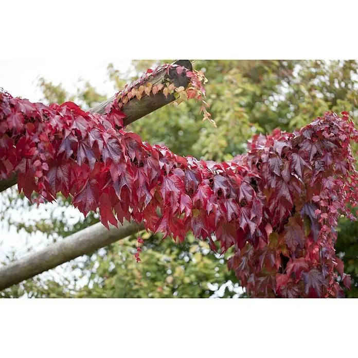 Piardino Wilder Wein - Parthenocissus, Topfgröße: 21 cm - Stimmungsaufnahme