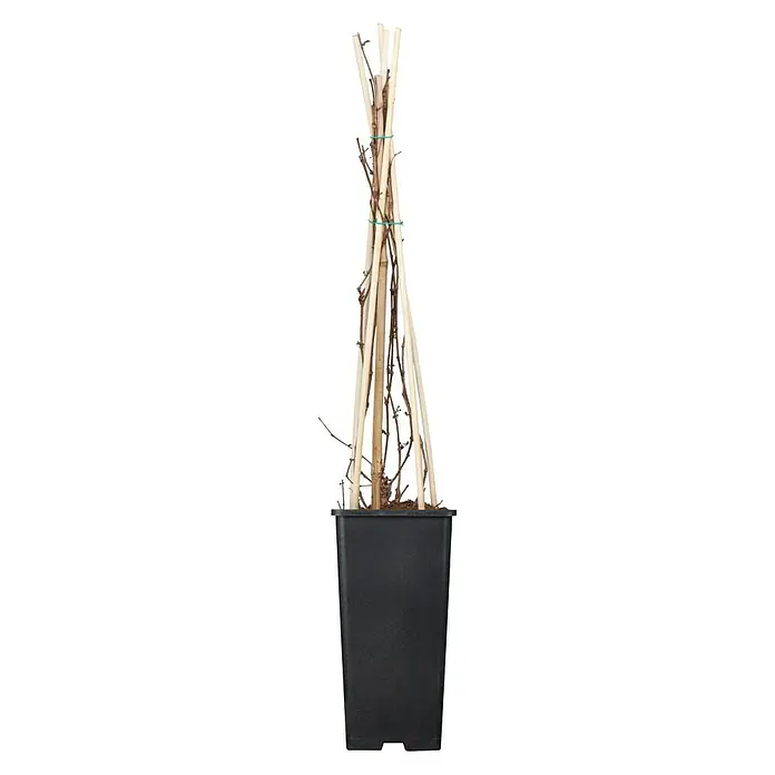 Pflanzen-Mix Kletterpflanzen - Parthenocissus, Lonicera henryi, Clematis, Topfgröße: 8 l - Vorderansicht