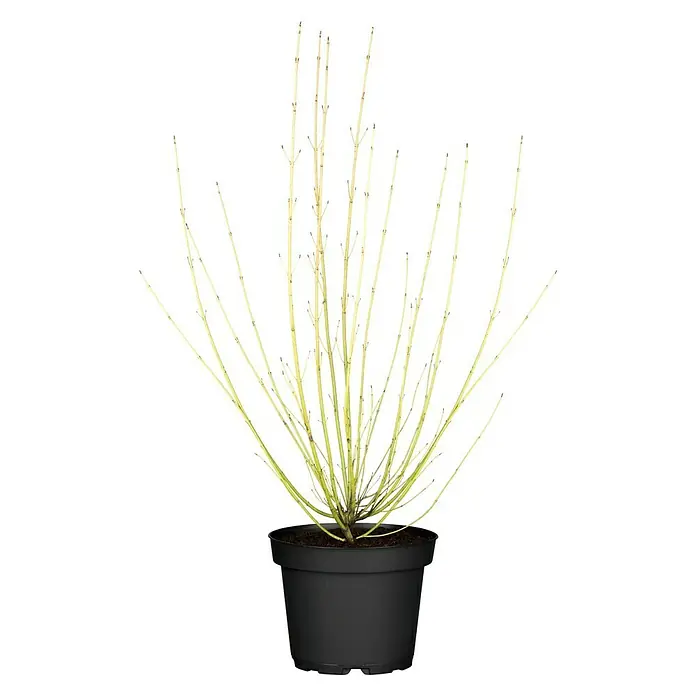 Piardino Hartriegel - Cornus sericea 'Flaviramea', Topfgröße: 23 cm, Cremeweiß - Vorderansicht