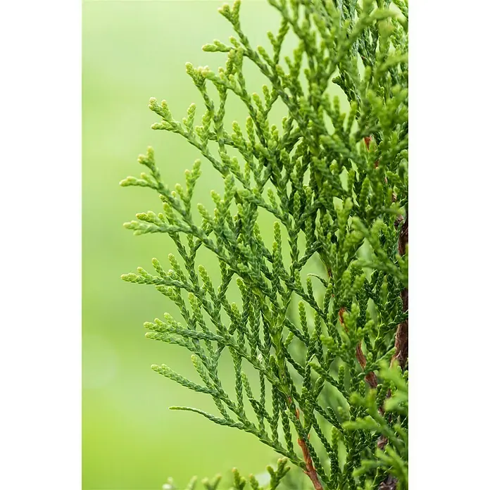 Lebensbaum Smaragd - Thuja occidentalis 'Smaragd' - Stimmungsaufnahme