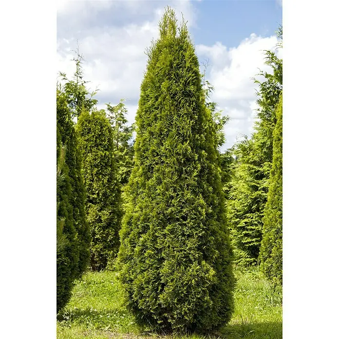 Lebensbaum Smaragd - Thuja occidentalis 'Smaragd' - Stimmungsaufnahme