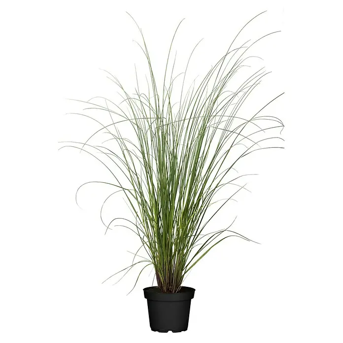 Piardino Pampasgras - Cortaderia seloana, Topfvolumen: 5 l, Grau/Grün - Vorderansicht