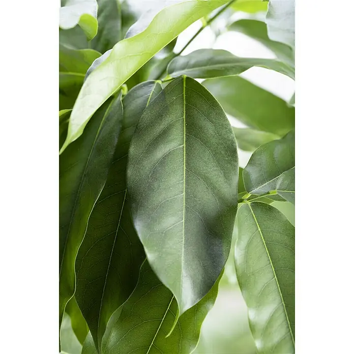 Piardino Castaño de Australia - Castanospermum australe, Tamaño de maceta: 12 cm - Foto ambiente