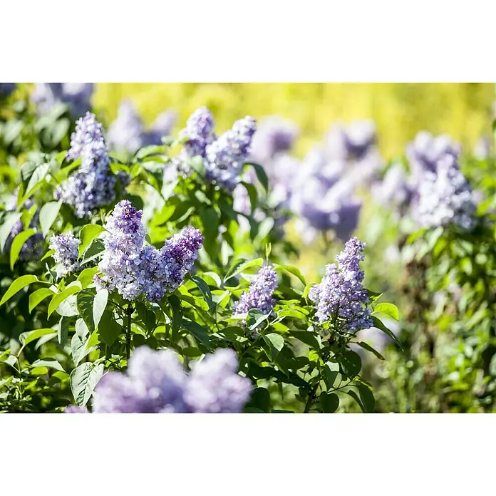 Piardino Flieder - Syringa vulgaris - Stimmungsaufnahme