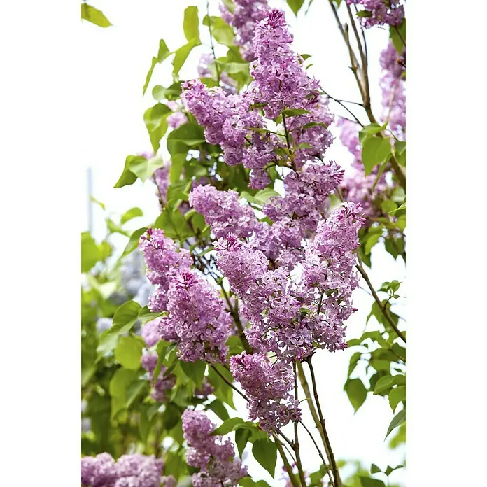 Piardino Flieder - Syringa vulgaris - Stimmungsaufnahme