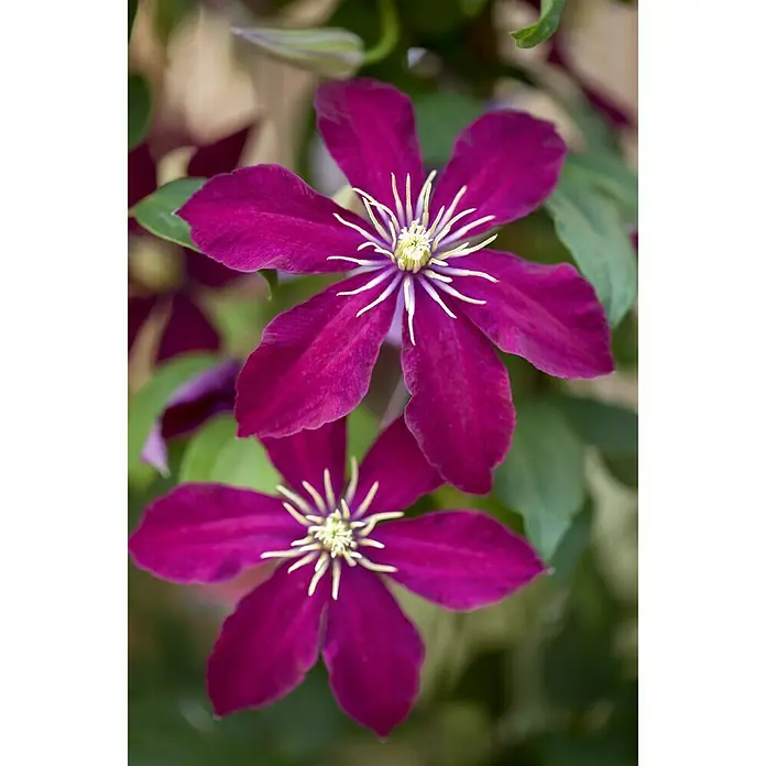 Piardino Waldrebe - Clematis Hybride, Rot - Stimmungsaufnahme