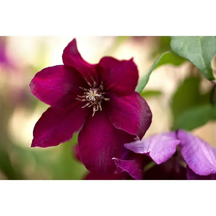 Piardino Waldrebe - Clematis Hybride, Rot - Stimmungsaufnahme